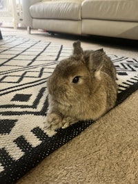 a rabbit laying on a rug in a living room