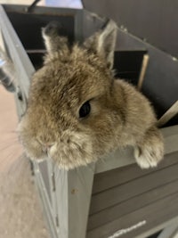 a small brown bunny peeking out of a box